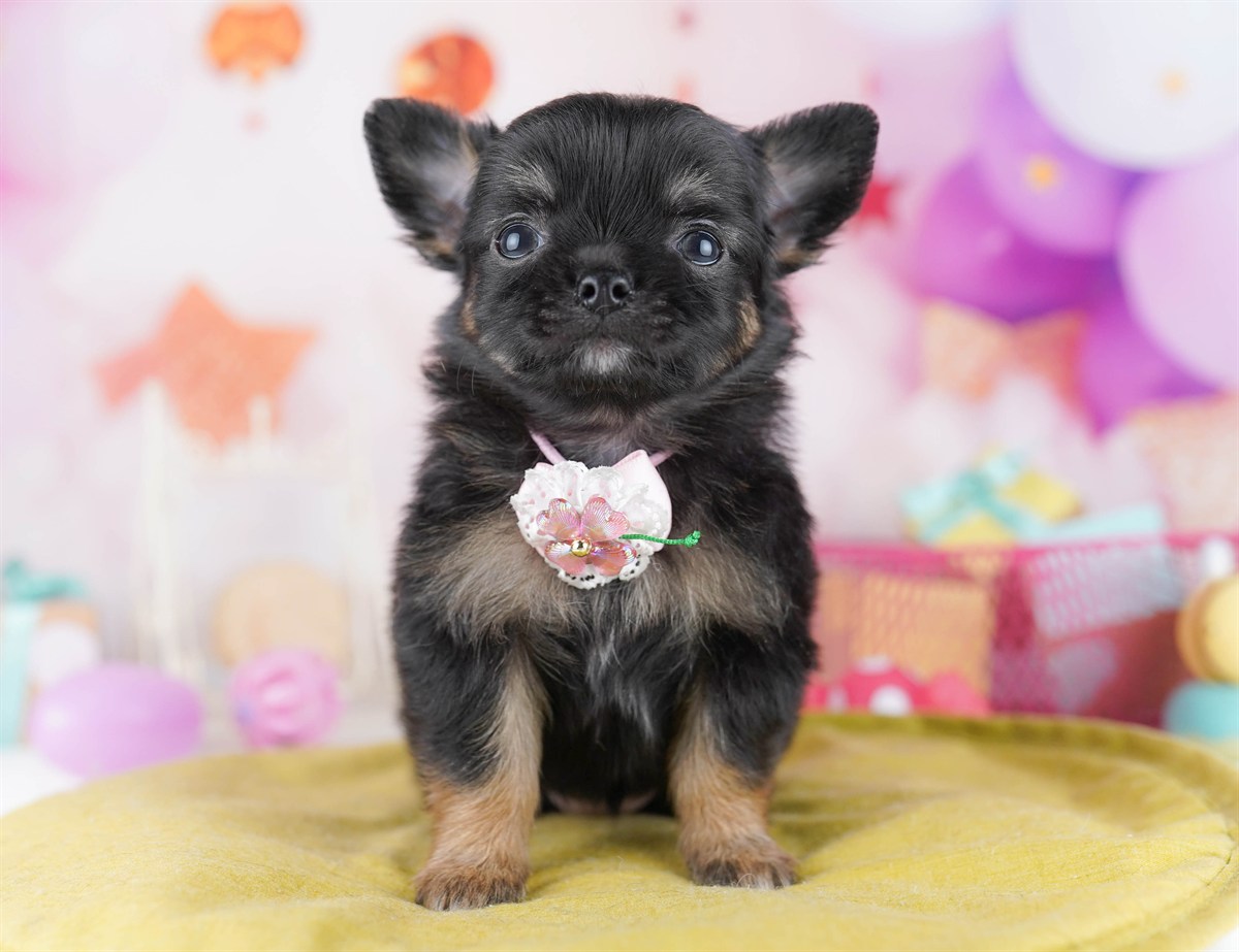 チワワ(ロング) | 女の子 | ブラック＆タン | 2026年2月18日（ID:dog-10007574）