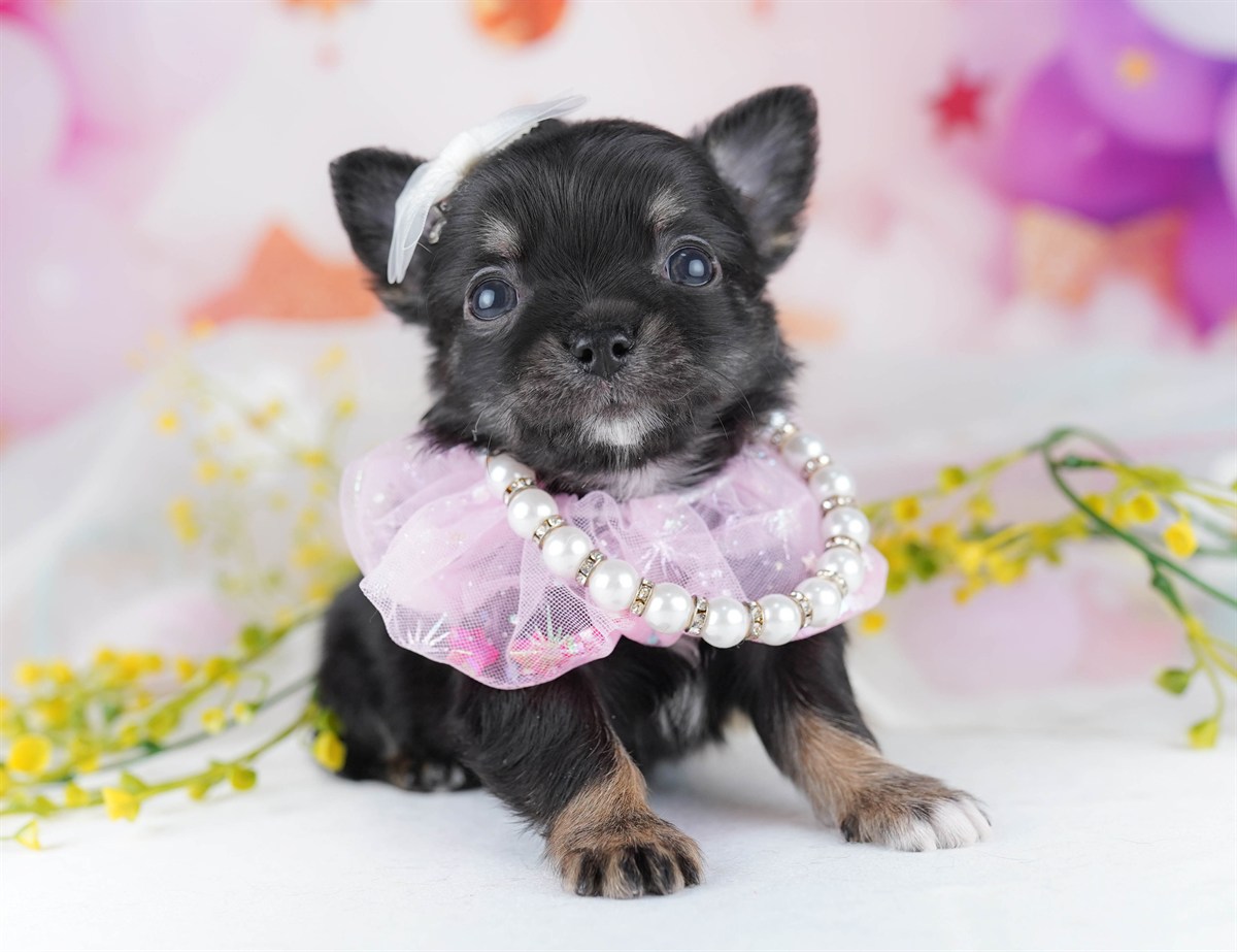 チワワ(ロング) | 男の子 | ブラック＆タン | 2026年2月18日（ID:dog-10007575）