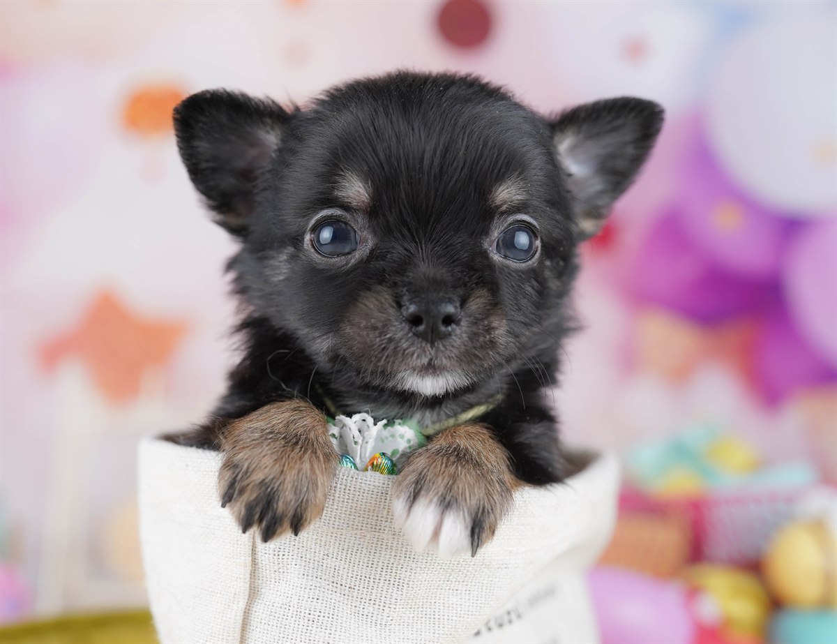 チワワ(ロング) | 男の子 | ブラック＆タン | 2026年2月18日（ID:dog-10007575）