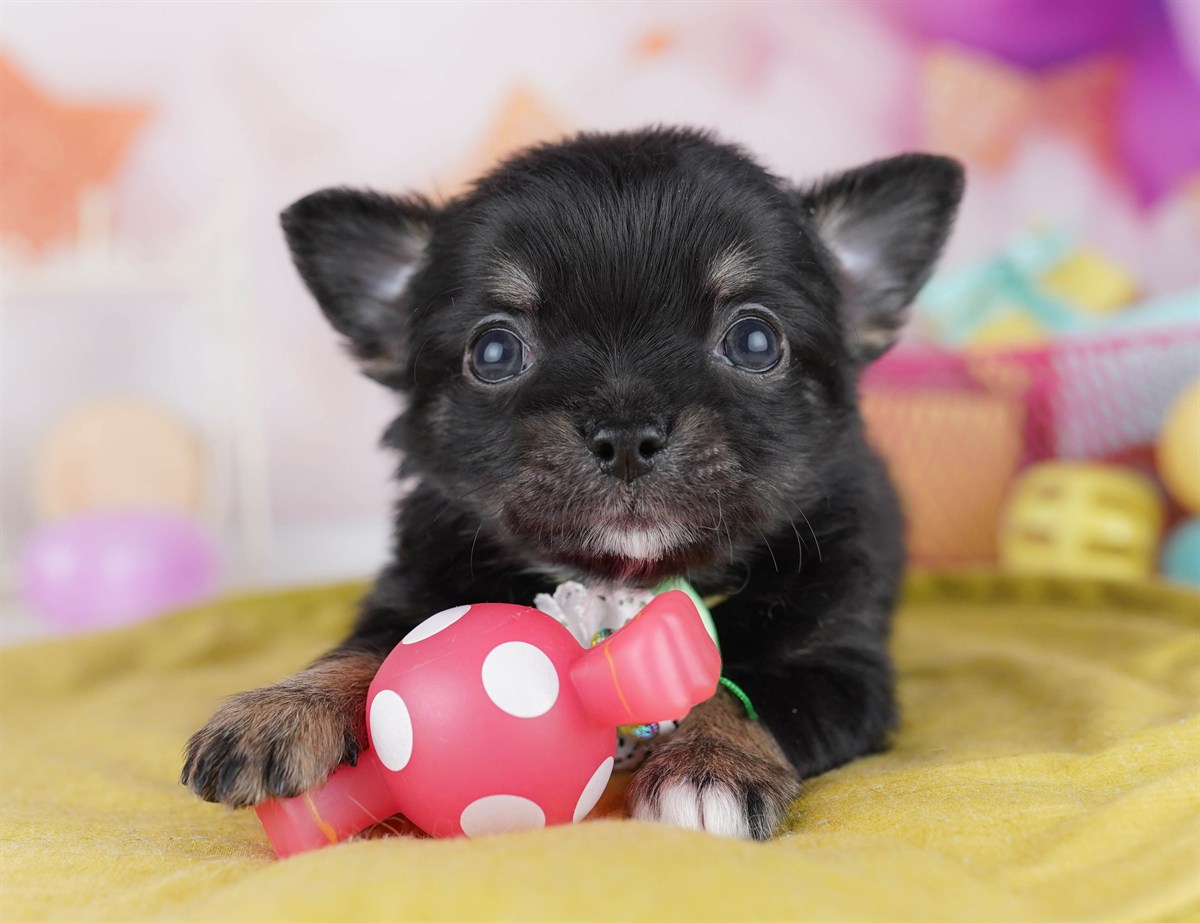 チワワ(ロング) | 男の子 | ブラック＆タン | 2026年2月18日（ID:dog-10007575）