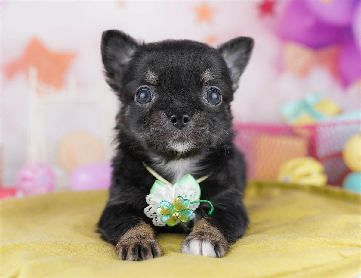 チワワ(ロング) | 男の子 | ブラック＆タン | 2026年2月18日（ID:dog-10007575）