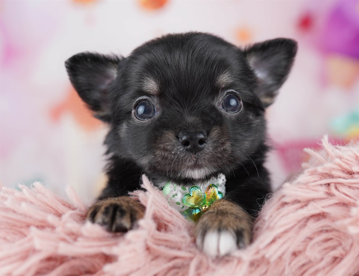 チワワ(ロング) | 男の子 | ブラック＆タン | 2026年2月18日（ID:dog-10007575）