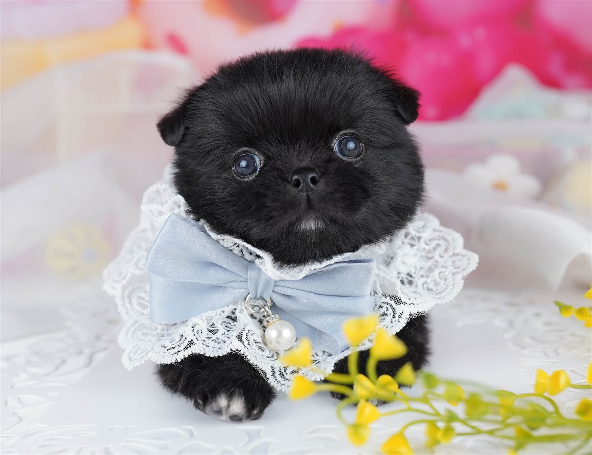 チワペキ | 男の子 | ブラック＆ホワイト | 2026年2月18日（ID:dog-10007576）