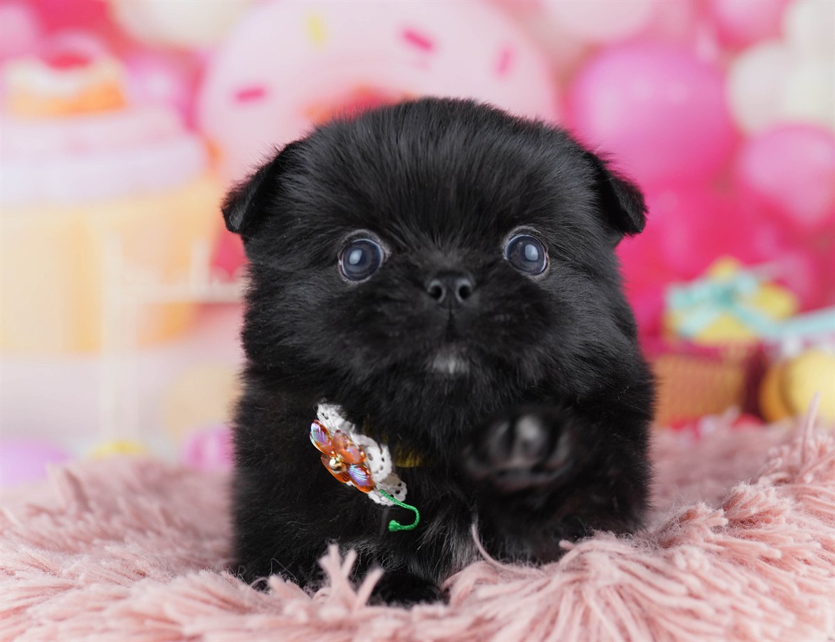 チワペキ | 男の子 | ブラック＆ホワイト | 2026年2月18日（ID:dog-10007576）