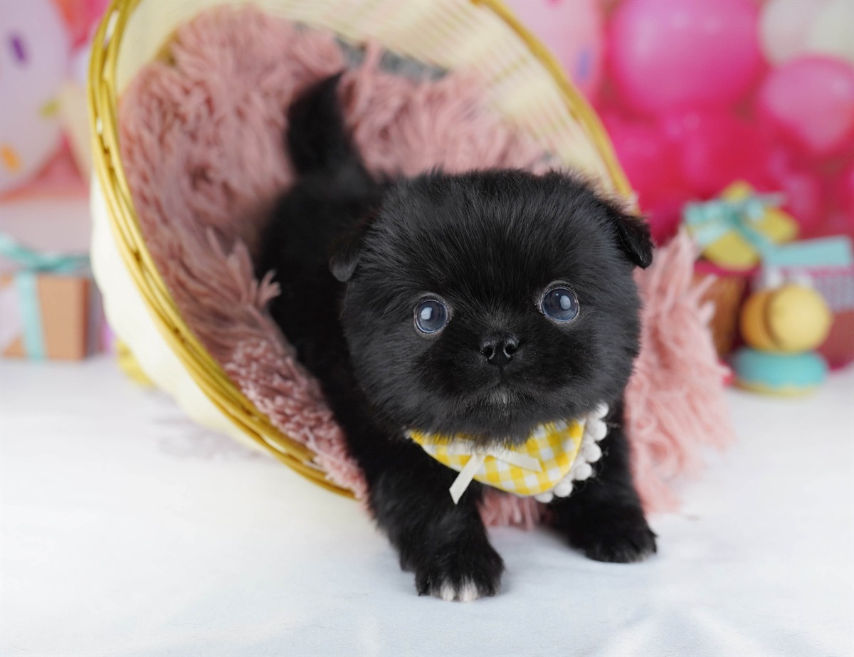 チワペキ | 男の子 | ブラック＆ホワイト | 2026年2月18日（ID:dog-10007576）