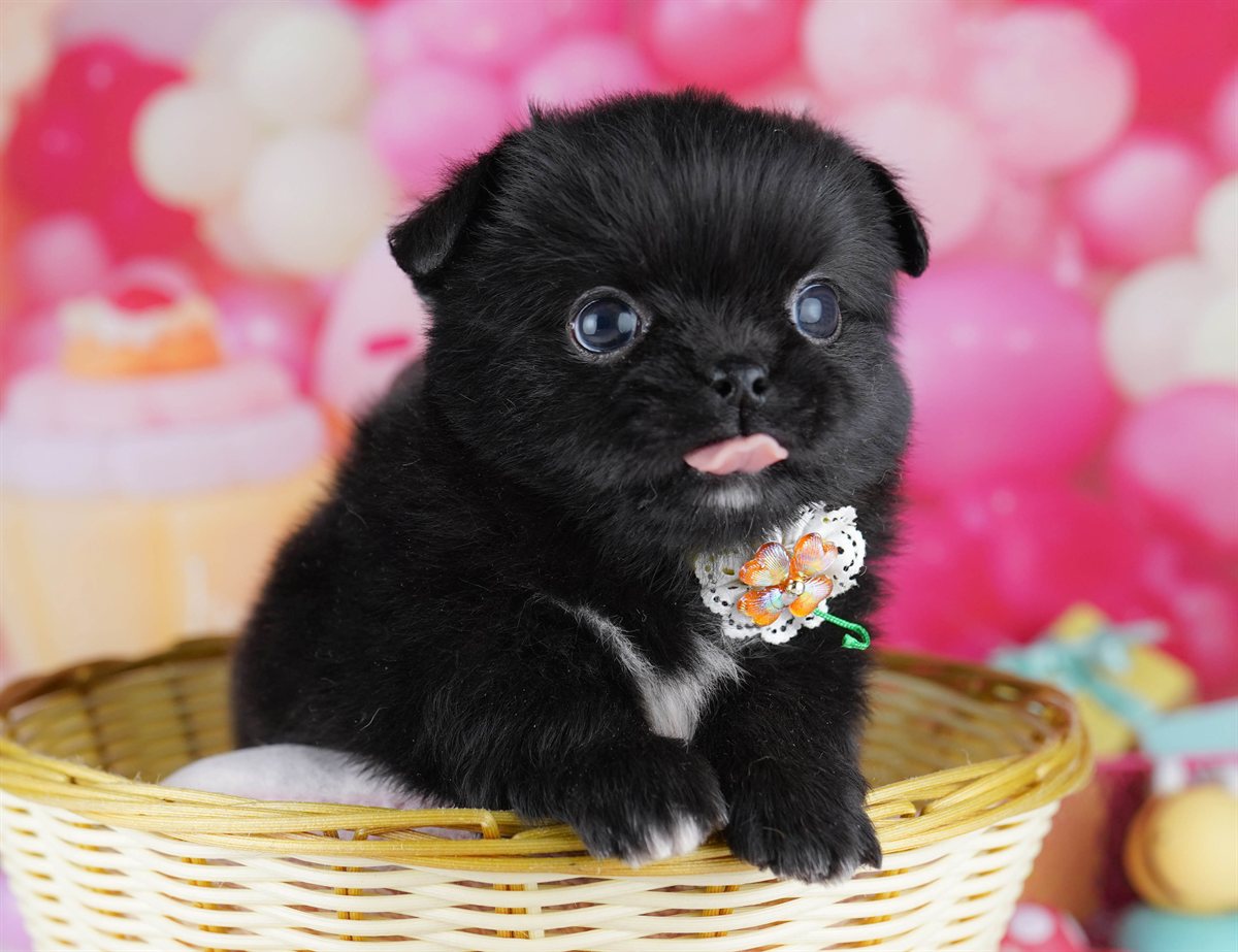 チワペキ | 男の子 | ブラック＆ホワイト | 2026年2月18日（ID:dog-10007576）