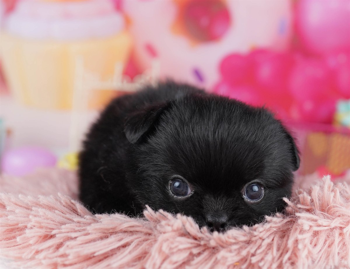 チワペキ | 男の子 | ブラック＆ホワイト | 2026年2月18日（ID:dog-10007576）