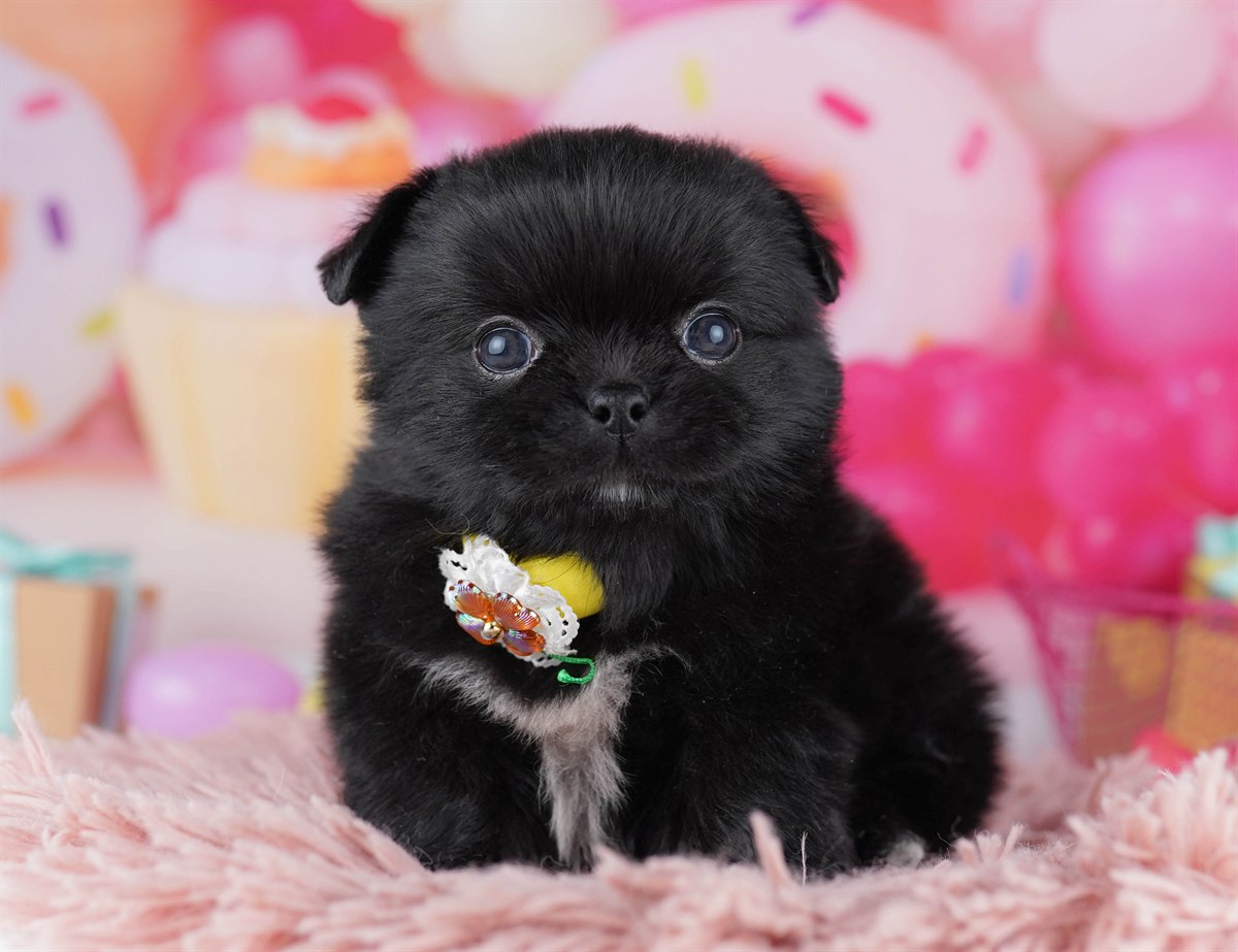 チワペキ | 男の子 | ブラック＆ホワイト | 2026年2月18日（ID:dog-10007576）