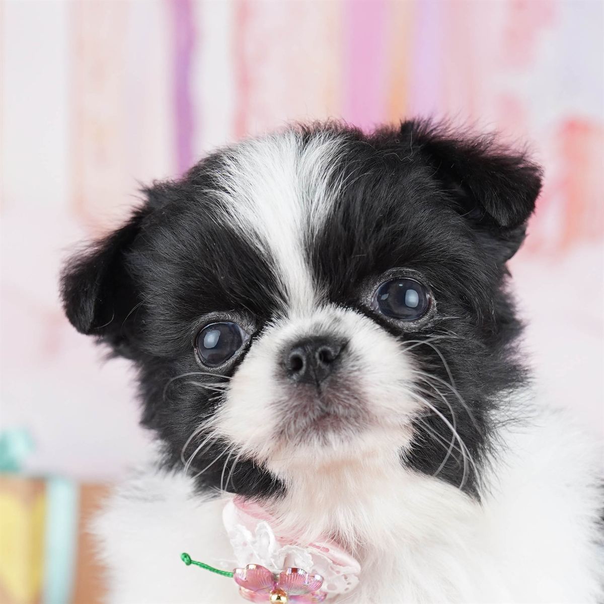 チワペキ | 女の子 | ブラック＆ホワイト | 2026年2月18日（ID:dog-10007578）