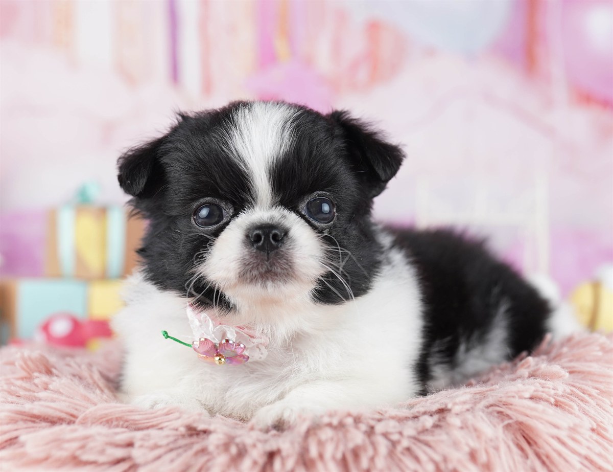 チワペキ | 女の子 | ブラック＆ホワイト | 2026年2月18日（ID:dog-10007578）