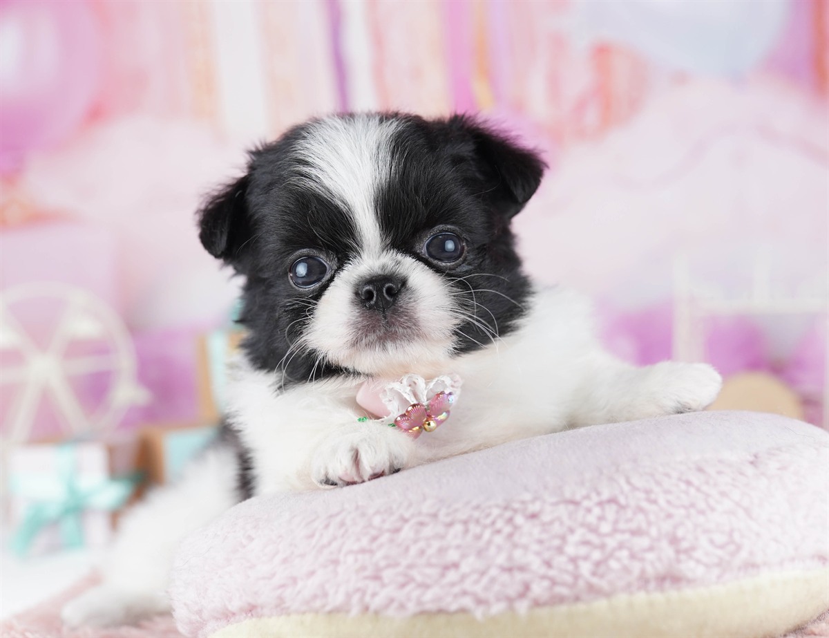 チワペキ | 女の子 | ブラック＆ホワイト | 2026年2月18日（ID:dog-10007578）