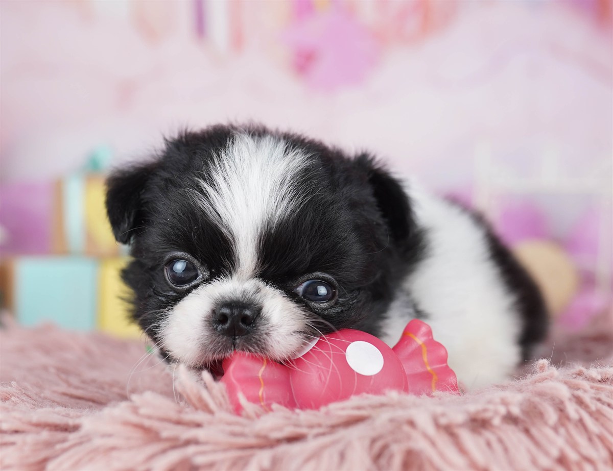 チワペキ | 女の子 | ブラック＆ホワイト | 2026年2月18日（ID:dog-10007578）