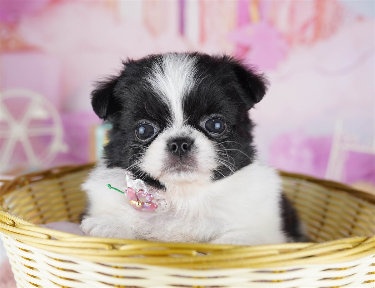 チワペキ | 女の子 | ブラック＆ホワイト | 2026年2月18日（ID:dog-10007578）