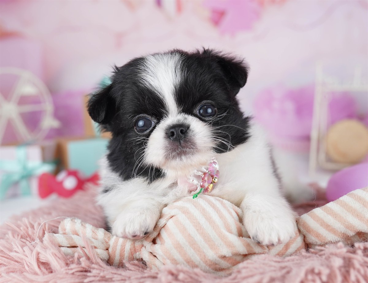 チワペキ | 女の子 | ブラック＆ホワイト | 2026年2月18日（ID:dog-10007578）