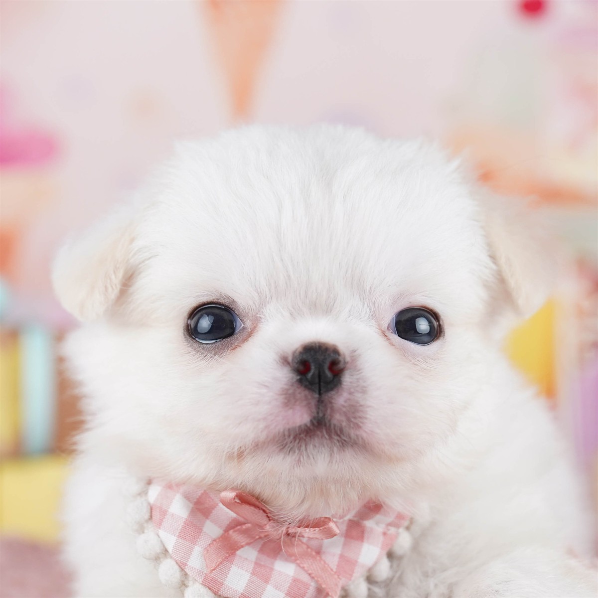 チワペキ | 男の子 | クリーム＆ホワイト | 2026年2月18日（ID:dog-10007579）