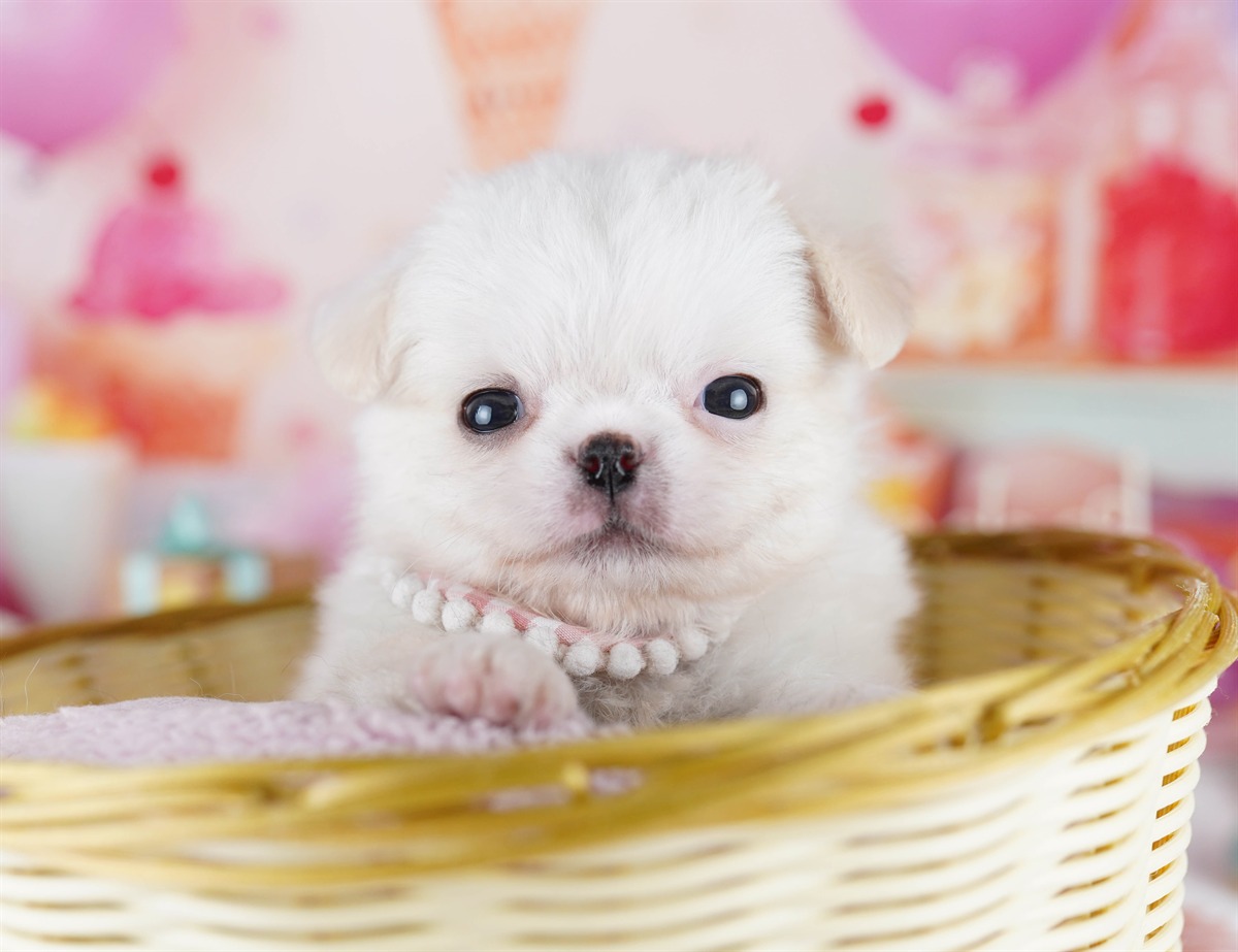 チワペキ | 男の子 | クリーム＆ホワイト | 2026年2月18日（ID:dog-10007579）