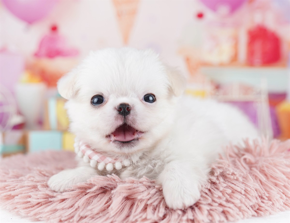 チワペキ | 男の子 | クリーム＆ホワイト | 2026年2月18日（ID:dog-10007579）