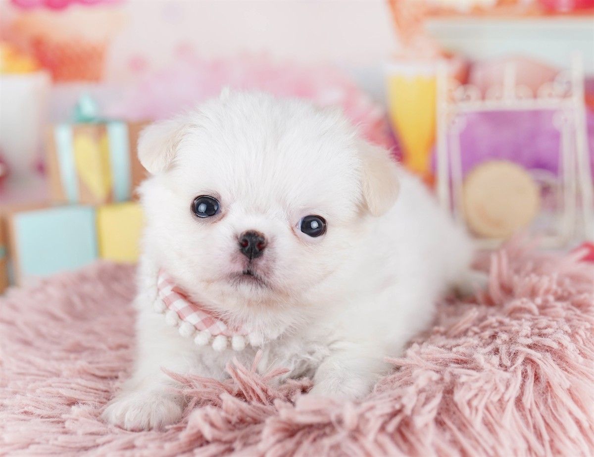 チワペキ | 男の子 | クリーム＆ホワイト | 2026年2月18日（ID:dog-10007579）