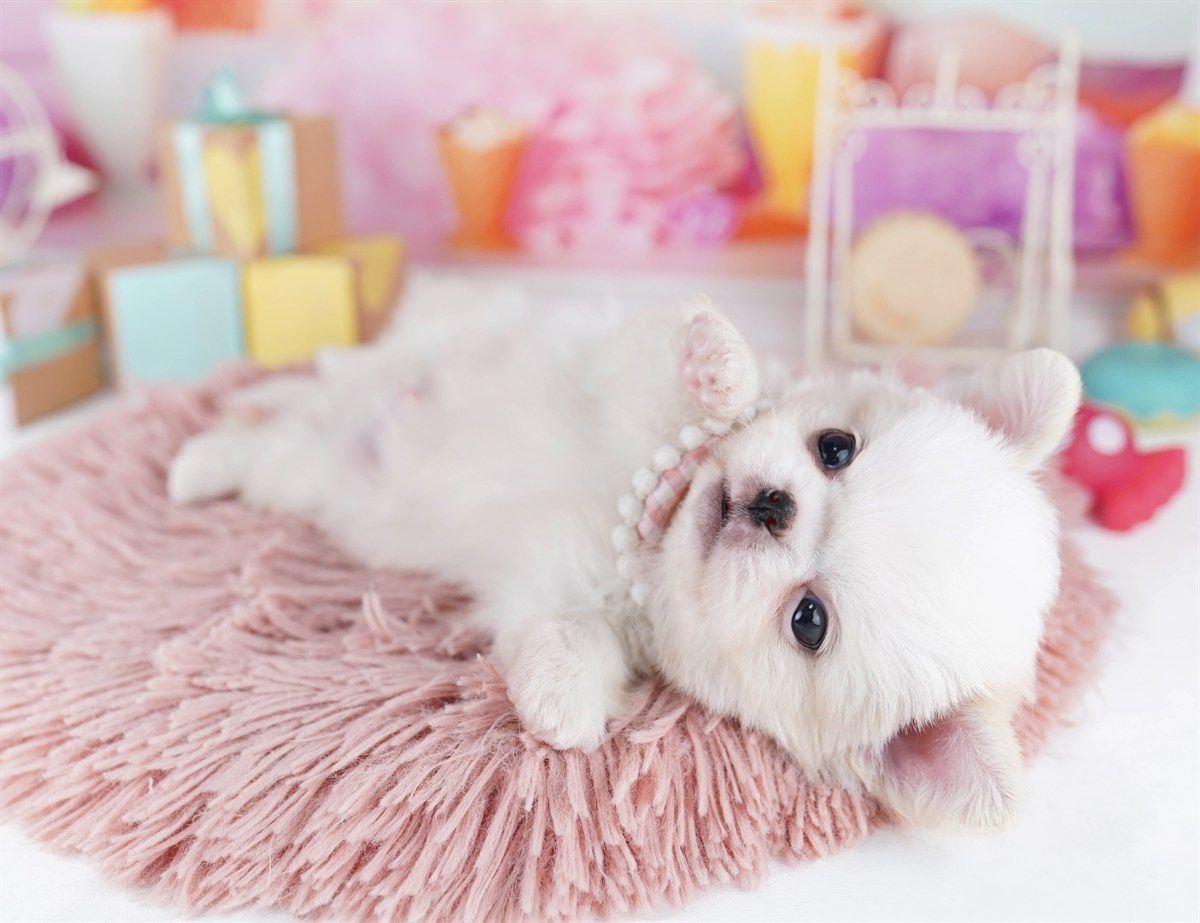 チワペキ | 男の子 | クリーム＆ホワイト | 2026年2月18日（ID:dog-10007579）