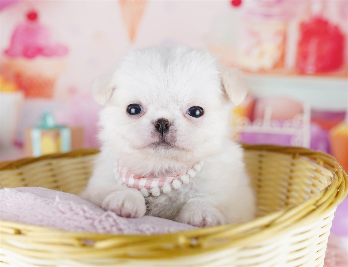 チワペキ | 男の子 | クリーム＆ホワイト | 2026年2月18日（ID:dog-10007579）