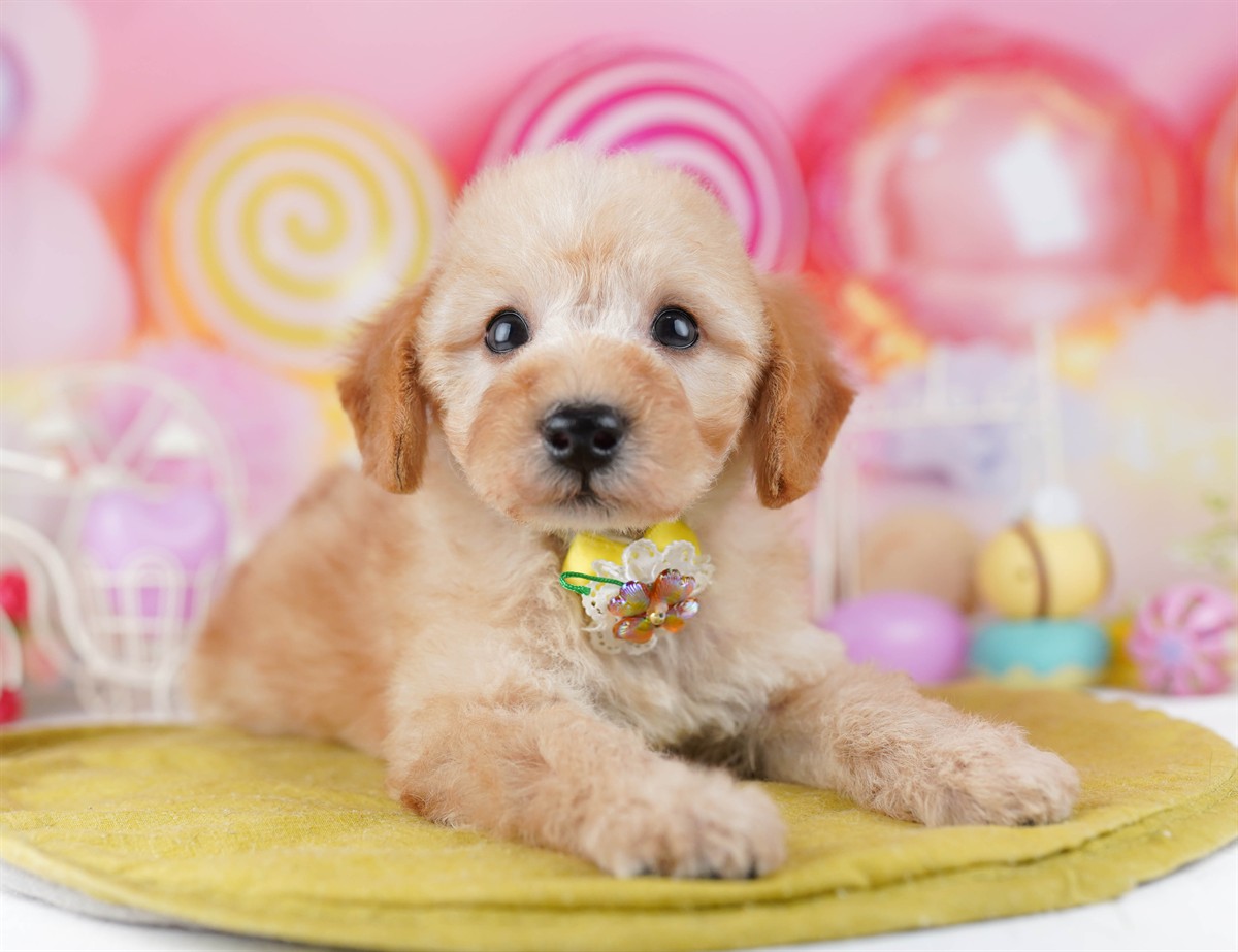 トイ・プードル | 男の子 | アプリコット | 2026年2月19日（ID:dog-10007580）