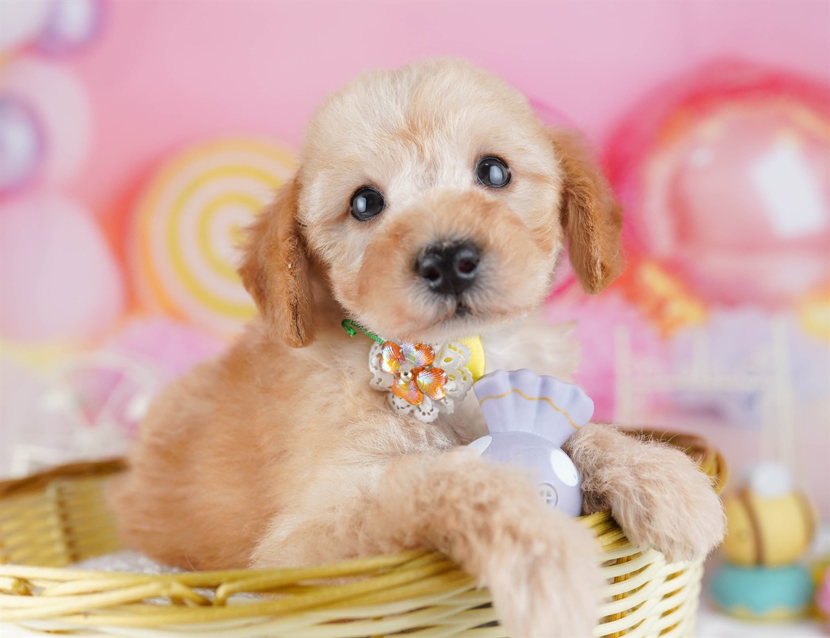 トイ・プードル | 男の子 | アプリコット | 2026年2月19日（ID:dog-10007580）