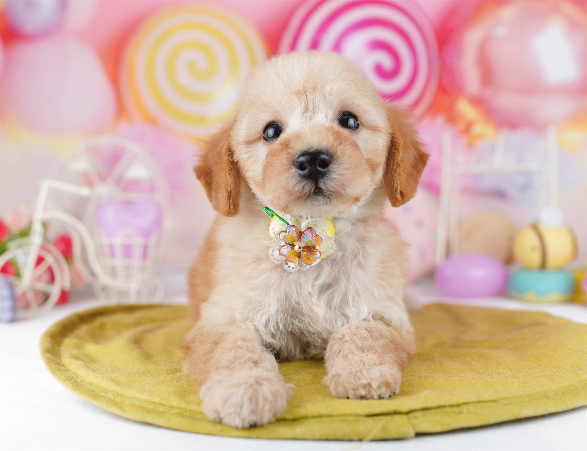 トイ・プードル | 男の子 | アプリコット | 2026年2月19日（ID:dog-10007580）