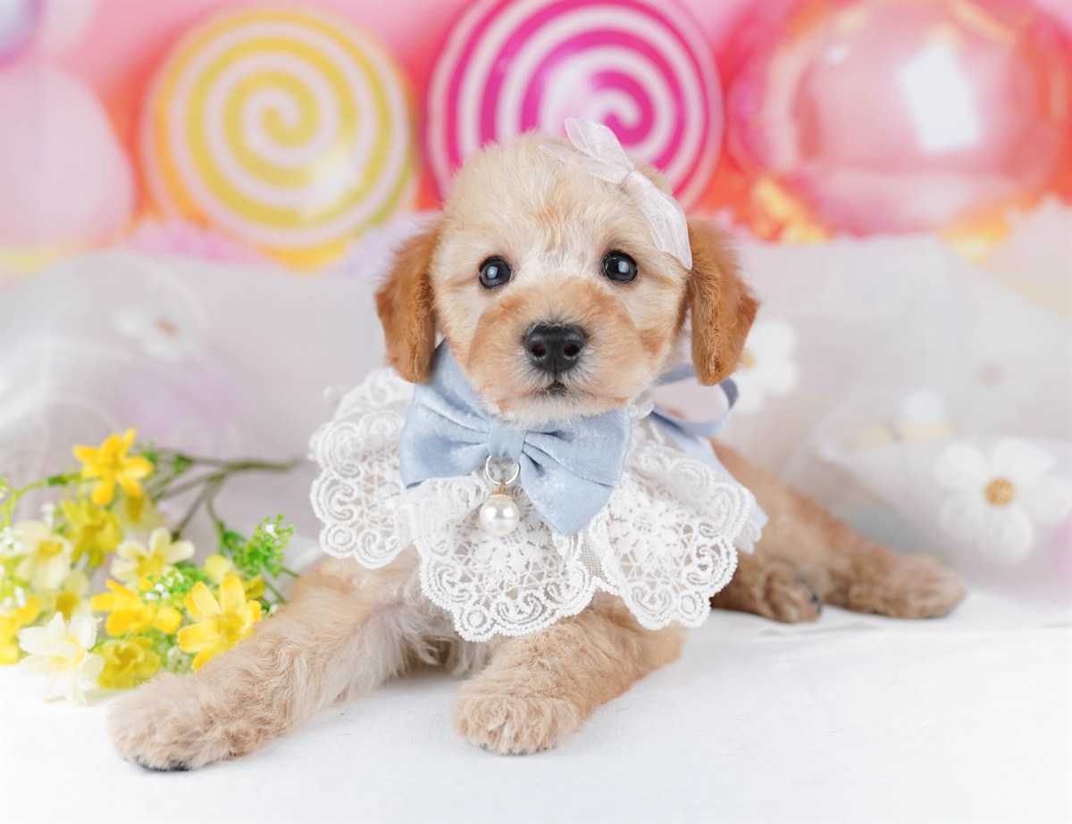 トイ・プードル | 男の子 | アプリコット | 2026年2月19日（ID:dog-10007580）