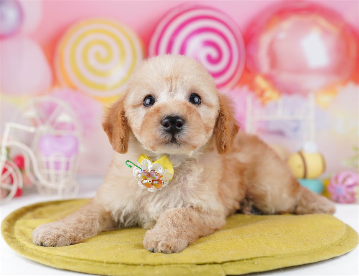 トイ・プードル | 男の子 | アプリコット | 2026年2月19日（ID:dog-10007580）