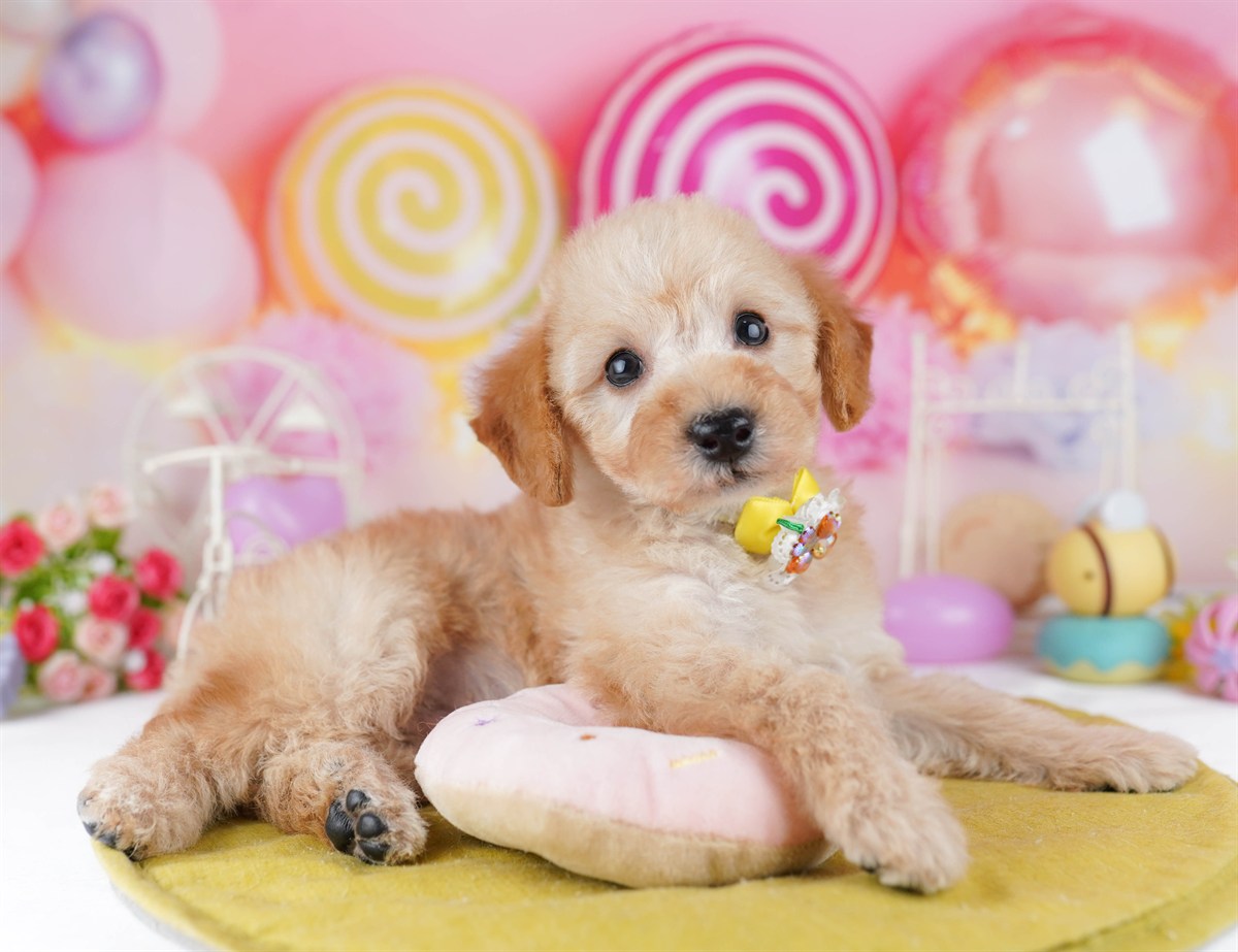 トイ・プードル | 男の子 | アプリコット | 2026年2月19日（ID:dog-10007580）