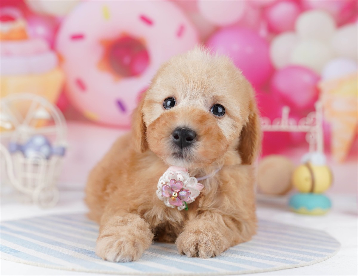 トイ・プードル | 男の子 | アプリコット | 2026年2月19日（ID:dog-10007581）