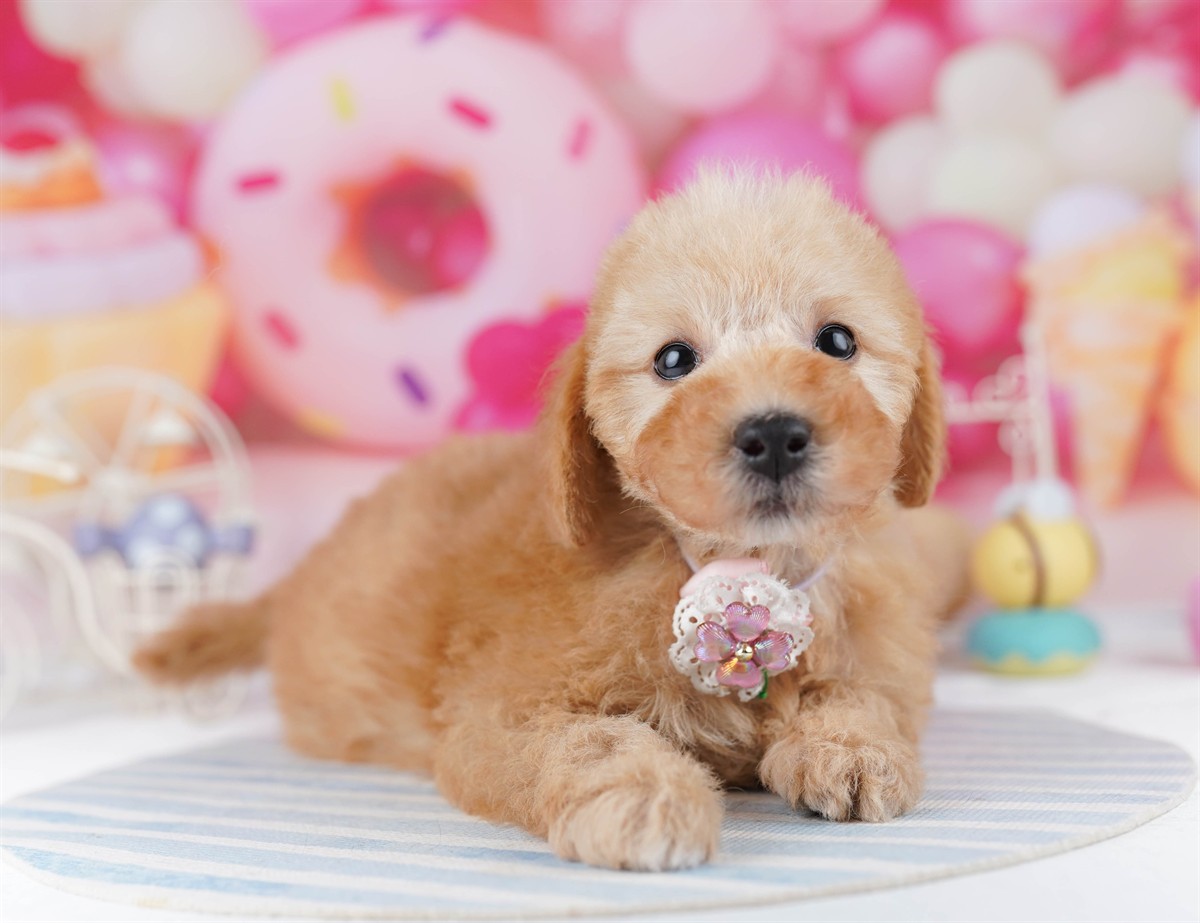 トイ・プードル | 男の子 | アプリコット | 2026年2月19日（ID:dog-10007581）