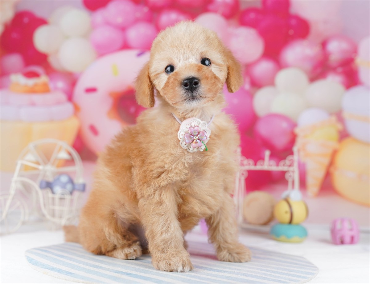 トイ・プードル | 男の子 | アプリコット | 2026年2月19日（ID:dog-10007581）