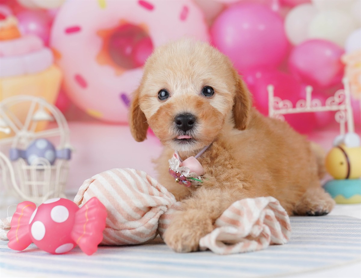 トイ・プードル | 男の子 | アプリコット | 2026年2月19日（ID:dog-10007581）