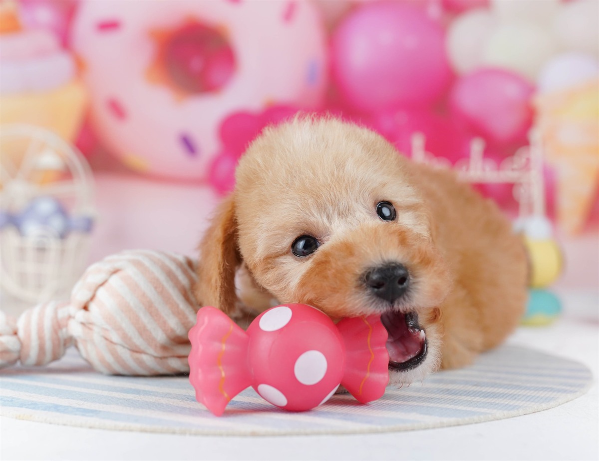 トイ・プードル | 男の子 | アプリコット | 2026年2月19日（ID:dog-10007581）