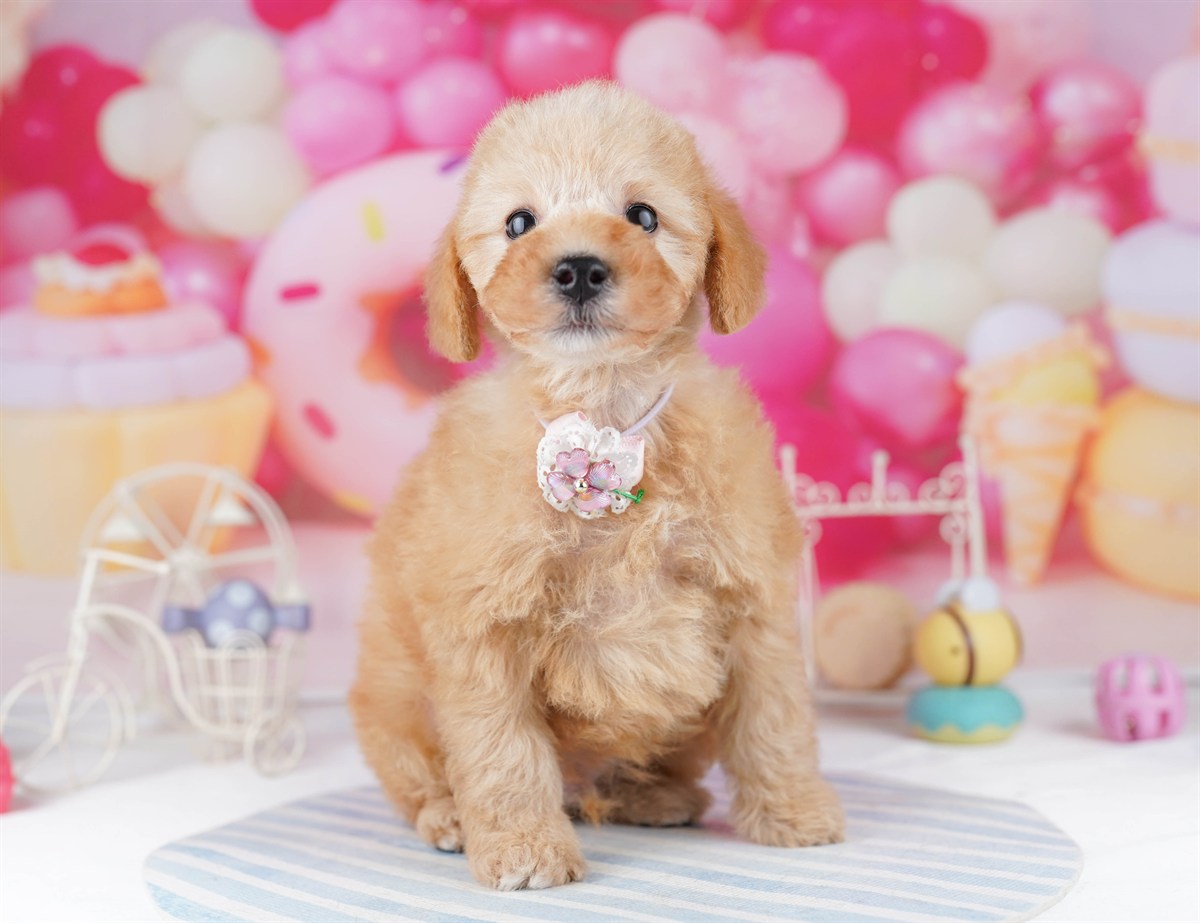 トイ・プードル | 男の子 | アプリコット | 2026年2月19日（ID:dog-10007581）