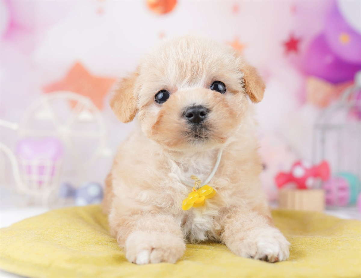 マルプー | 女の子 | アプリコット | 2026年2月20日（ID:dog-10007591）