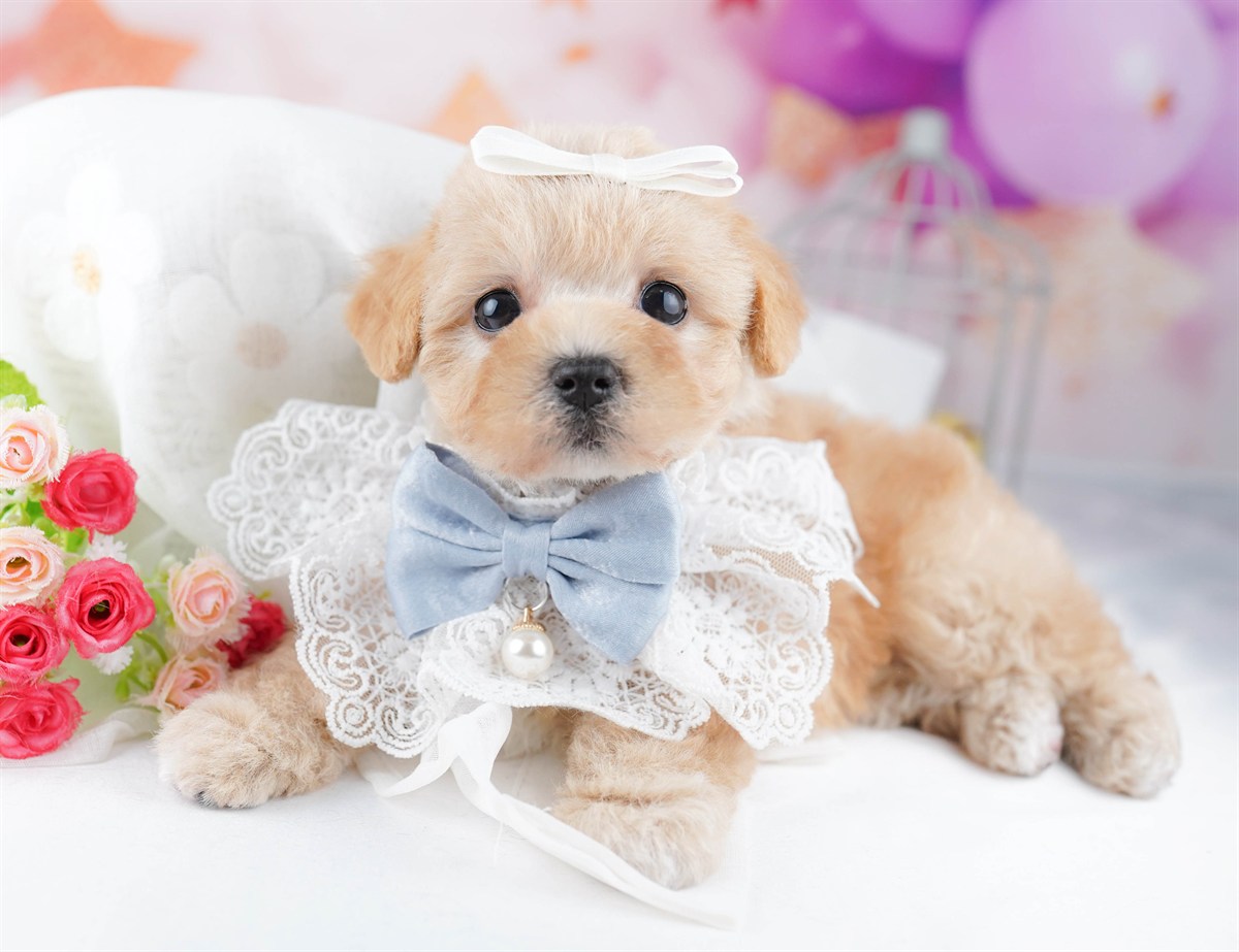 マルプー | 女の子 | アプリコット | 2026年2月20日（ID:dog-10007591）