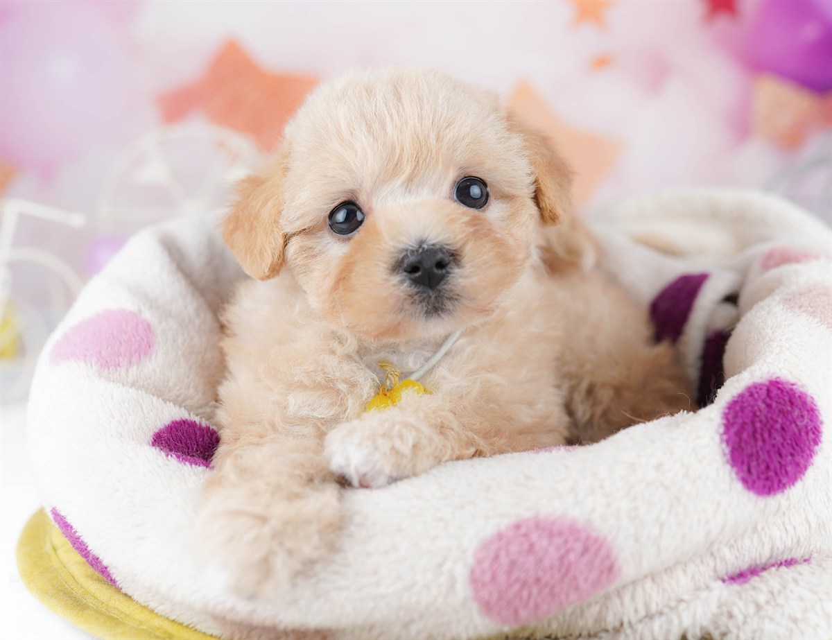 マルプー | 女の子 | アプリコット | 2026年2月20日（ID:dog-10007591）