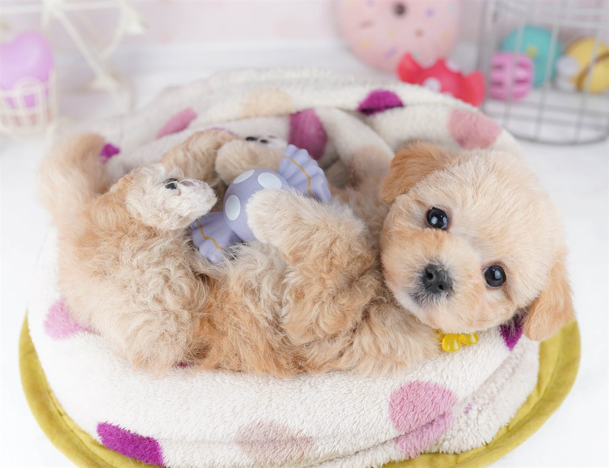 マルプー | 女の子 | アプリコット | 2026年2月20日（ID:dog-10007591）