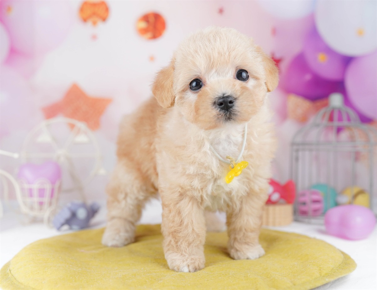 マルプー | 女の子 | アプリコット | 2026年2月20日（ID:dog-10007591）