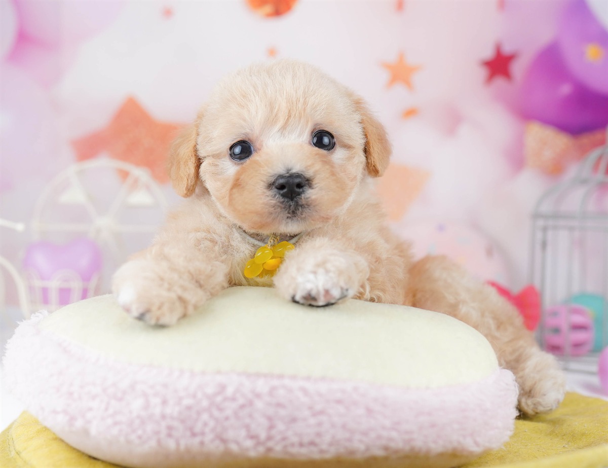 マルプー | 女の子 | アプリコット | 2026年2月20日（ID:dog-10007591）