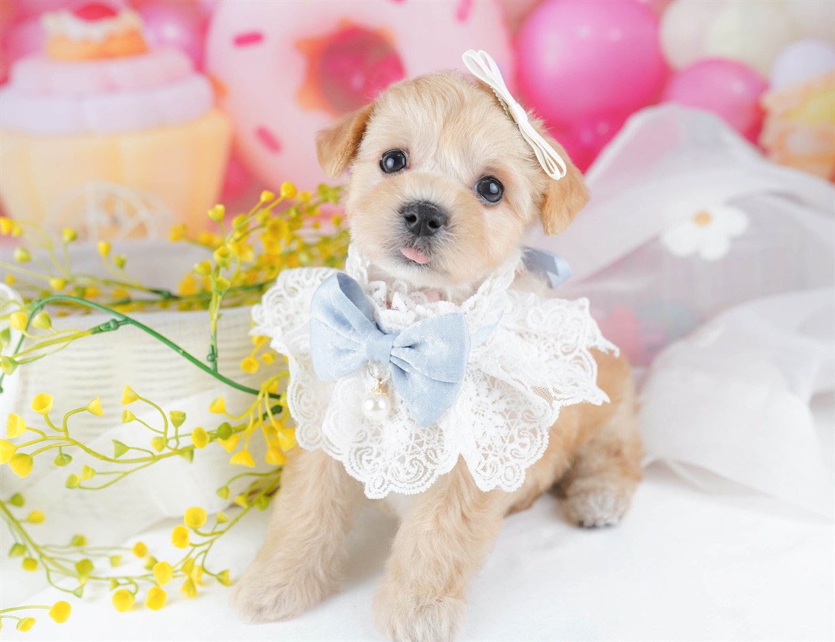 マルプー | 女の子 | アプリコット | 2026年2月20日（ID:dog-10007592）