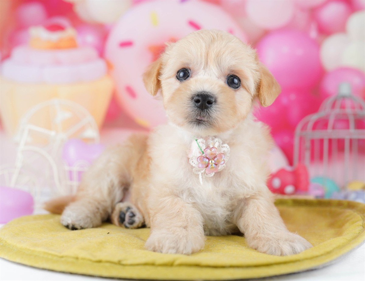 マルプー | 女の子 | アプリコット | 2026年2月20日（ID:dog-10007592）