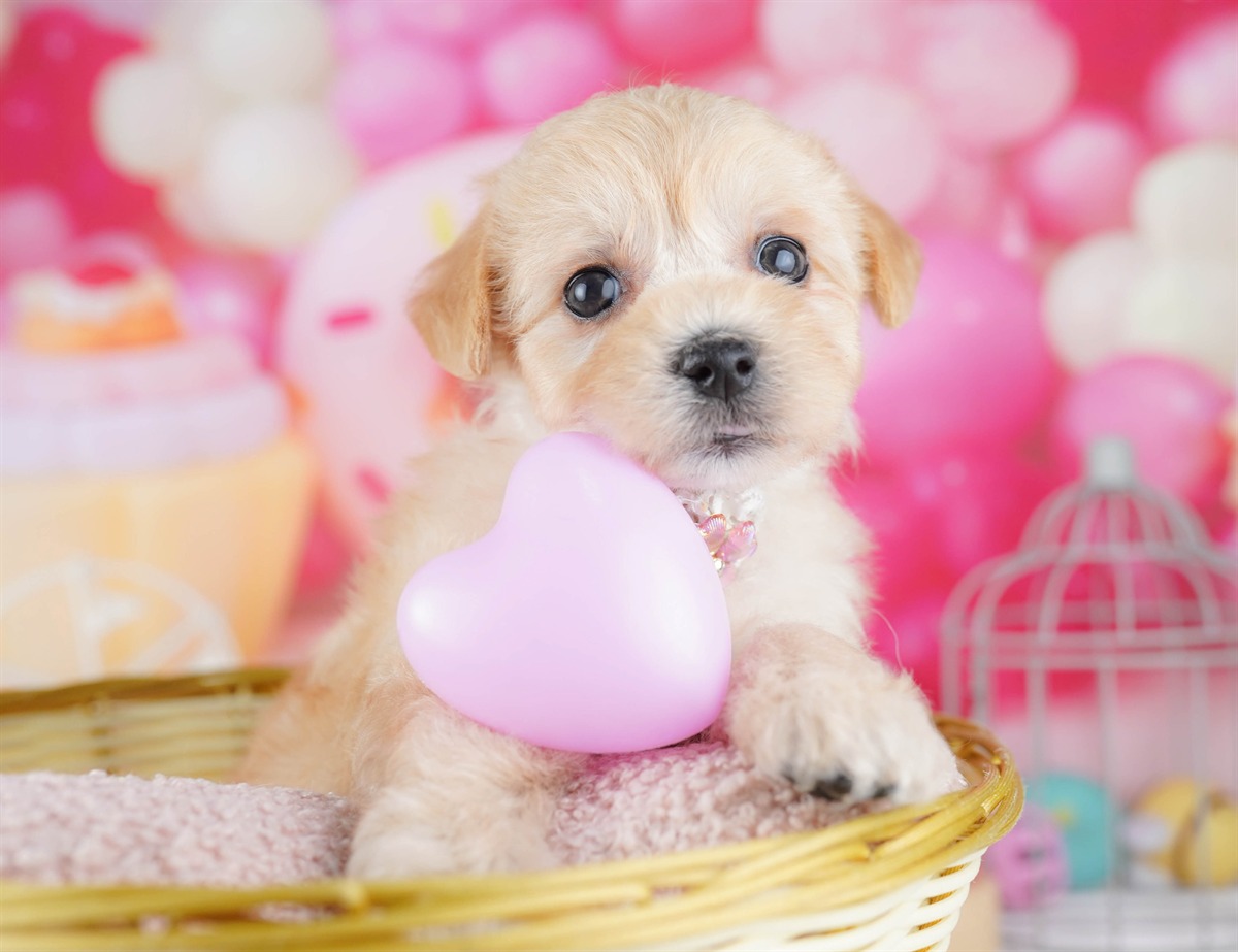 マルプー | 女の子 | アプリコット | 2026年2月20日（ID:dog-10007592）