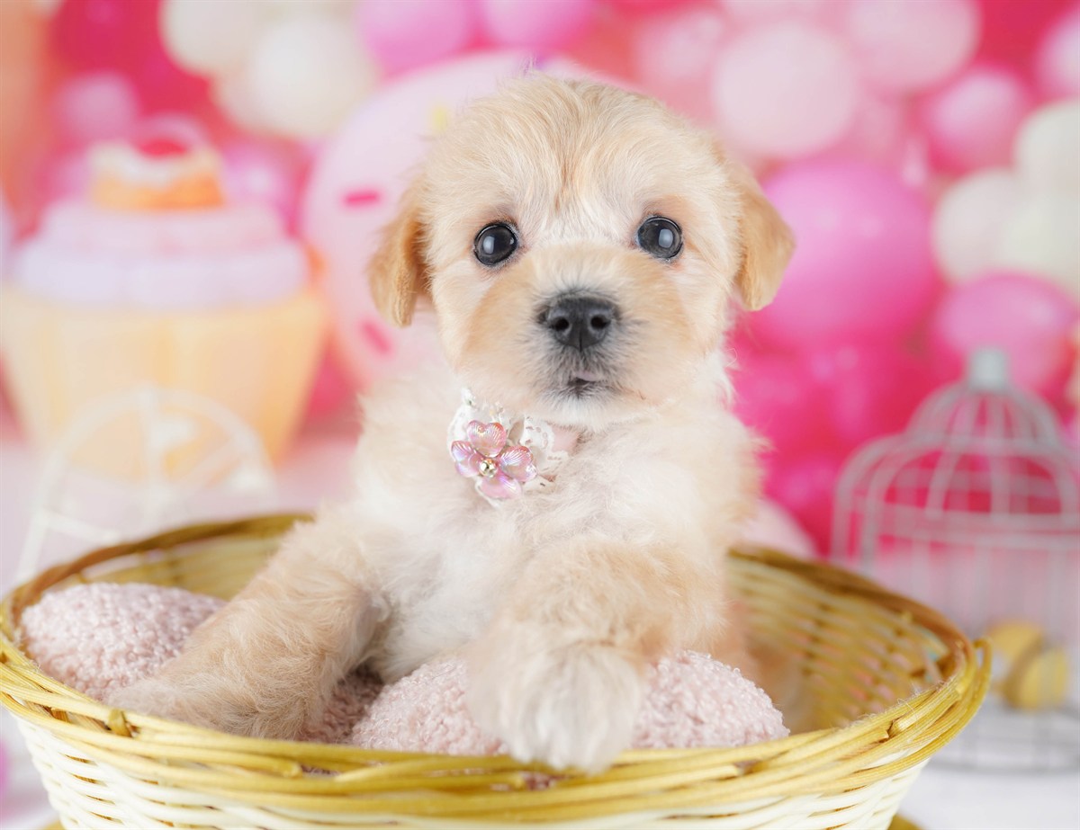 マルプー | 女の子 | アプリコット | 2026年2月20日（ID:dog-10007592）