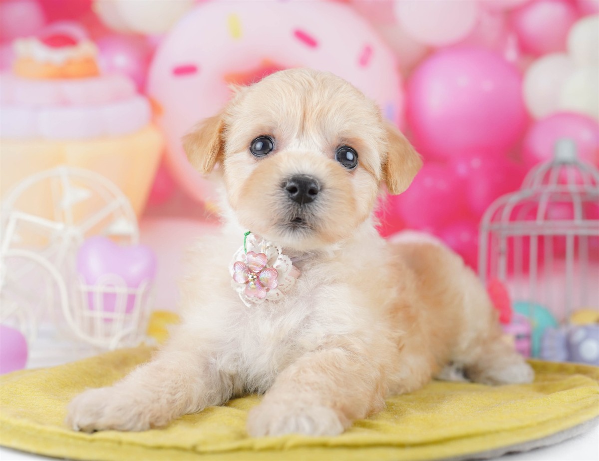 マルプー | 女の子 | アプリコット | 2026年2月20日（ID:dog-10007592）