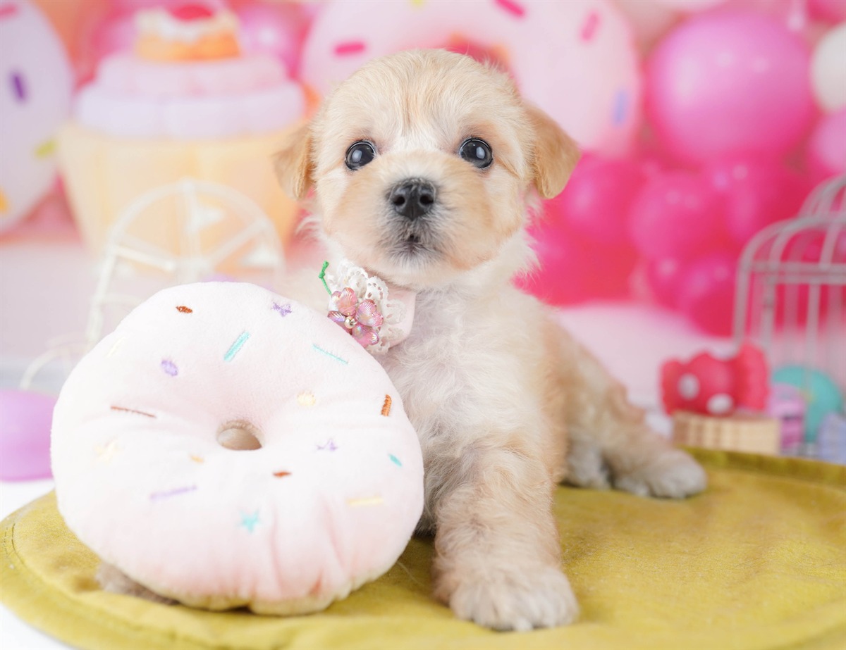 マルプー | 女の子 | アプリコット | 2026年2月20日（ID:dog-10007592）