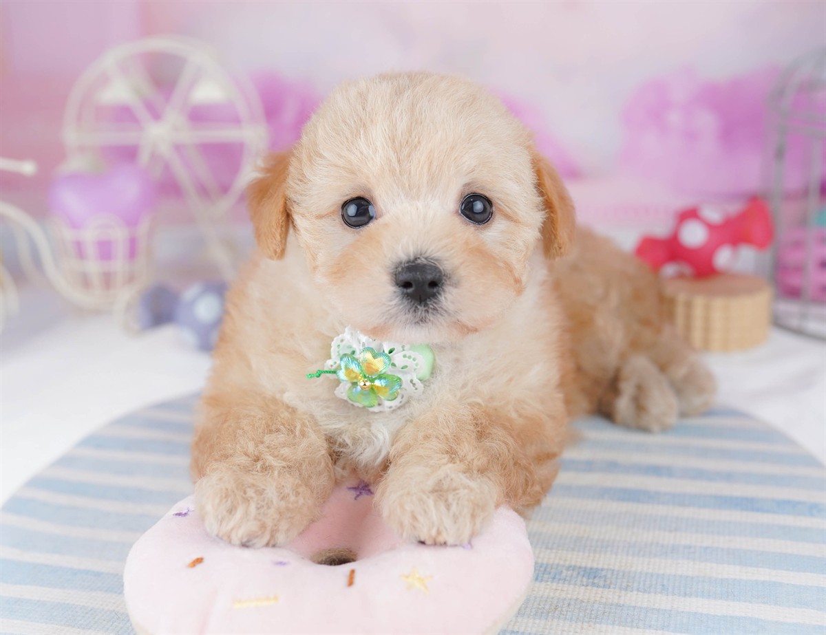 マルプー | 女の子 | アプリコット | 2026年2月20日（ID:dog-10007593）