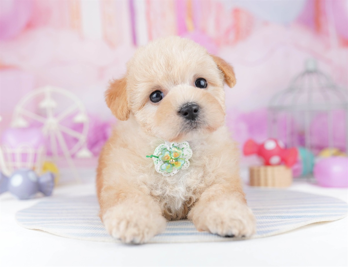 マルプー | 女の子 | アプリコット | 2026年2月20日（ID:dog-10007593）